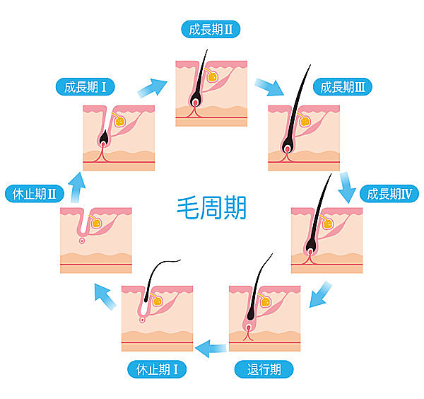 【成長期→退行期→休止期】を繰り返すヘアサイクル