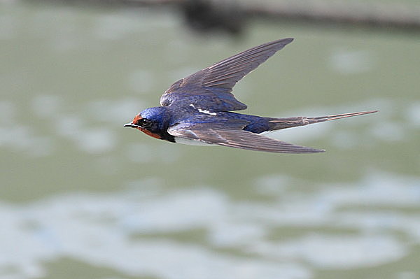 空には南へ帰るツバメが飛んでいませんか？