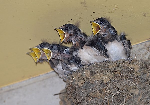 ツバメは巣立った子供たちをつれて南の地へ！