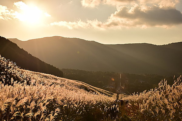 ススキ原がひときわ輝く仙石原の秋の夕暮れ