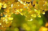 一度は絶滅した「イチョウ」？あの有名な俳句の制作秘話