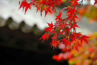 濃紅葉に涙せき来る如何にせんー俳句歳時記を楽しむ