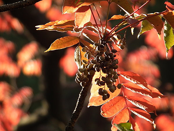 濃紅葉に涙せき来る如何にせんー俳句歳時記を楽しむ(季節・暮らしの 