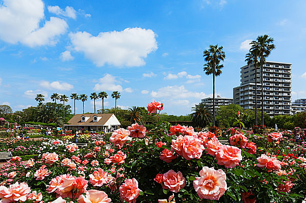 見渡す限りのバラの花園