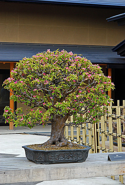 花を咲かせるカリンの盆栽