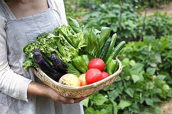 さあ 家庭菜園の季節 自分で野菜を育てると いいことがいっぱい Tenki Jpサプリ 15年04月19日 日本気象協会 Tenki Jp