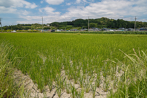 繊細かつ精妙！美味しい米作りのための田んぼの水管理がすごい