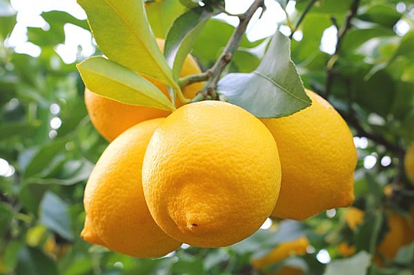レモンの日 ってご存じですか 今日10月5日がそうなんです Tenki Jpサプリ 17年10月05日 日本気象協会 Tenki Jp