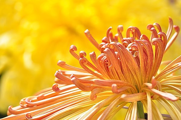 秋の陽ざしに包まれて菊の花が咲きはじめる頃です