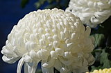 秋の風物詩！菊花展に出かけよう〈レジャー特集　全国編・2017〉