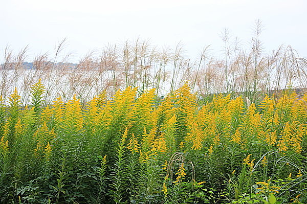 霜降の花景色／金色に群れ咲くセイタカアワダチソウの受難