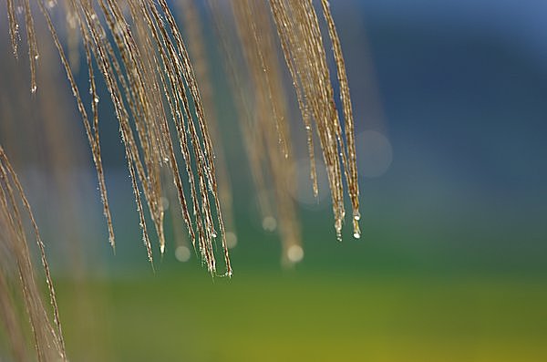 「月見草」ではなく