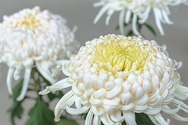 華麗で可憐 多様な菊の世界 菊の種類いくつ思い浮かびますか 季節 暮らしの話題 17年10月28日 日本気象協会 Tenki Jp