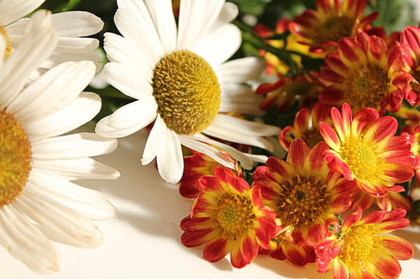 華麗で可憐 多様な菊の世界 菊の種類いくつ思い浮かびますか Tenki Jpサプリ 17年10月28日 日本気象協会 Tenki Jp