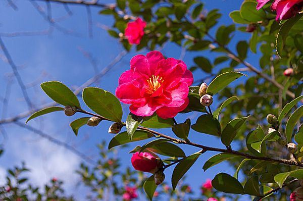 「花」全てが枯れていくこの時にも多くの花が私たちを楽しませてくれます