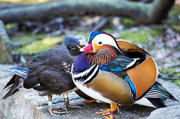 「鳥」大空に群れ飛ぶ渡り鳥、水辺でひそやかに過ごす鴛鴦(おしどり)の巣作り