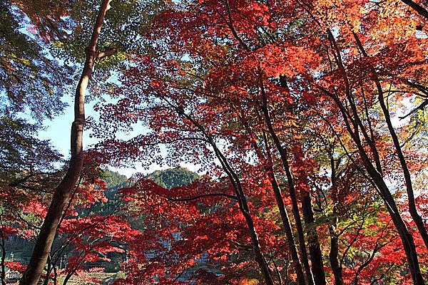 日本の秋！ 燃えるように真っ赤なモミジに癒されて／東郷公園の紅葉（埼玉県飯能市）