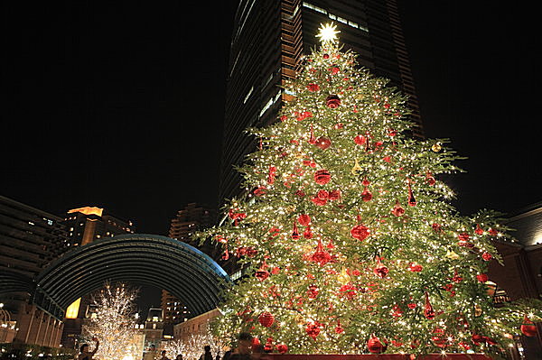 今年も大人のクリスマスを演出しています