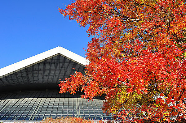 いままさに、紅葉真っ盛りを迎えようとしている駒沢公園！〈紅葉狩り情報│2017〉
