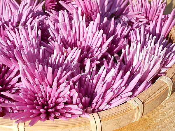 筒状になった紫色の花びらが特徴