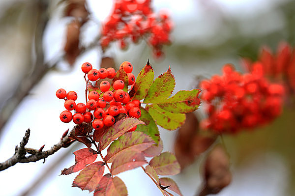 秋の小鳥たちが集まる赤い実のなる木 何の木かご存知ですか Tenki Jpサプリ 17年11月18日 日本気象協会 Tenki Jp