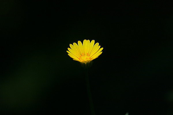 金盞=金の盃はこの花の姿から取られました