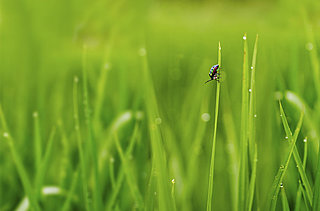 ４月２０日、二十四節気「穀雨（こくう）」の意味と季節の楽しみ