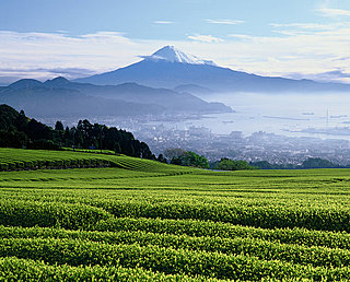 ５月２日は夏も近づく「八十八夜（はちじゅうはちや）」…茶に日本の美意識を知る