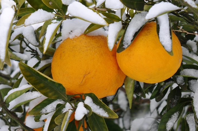 いよいよ師走！初冬も終わりに近づき、橘の実が黄色く色づく頃。七十二候「橘始黄」