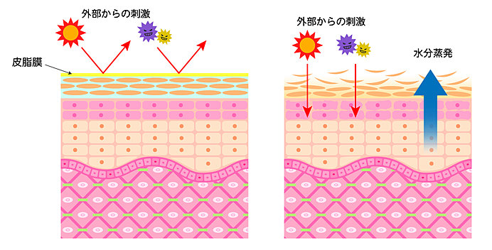 オイルケアで乾燥から肌を守って ぷっくら健康肌をめざそう Tenki Jpサプリ 17年12月13日 日本気象協会 Tenki Jp
