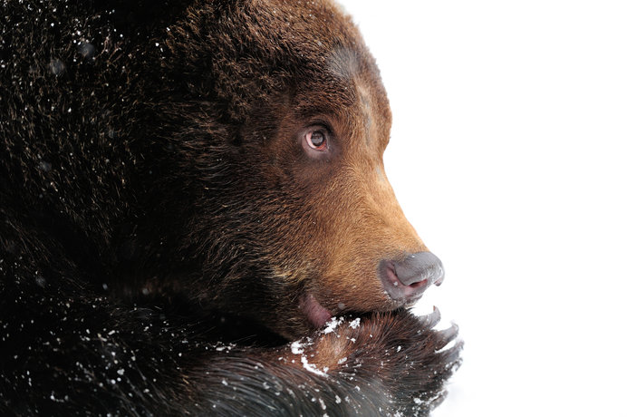 クマにトラ…大雪次候はドハデな猛獣シリーズ！七十二候「熊蟄穴（くまあなにこもる）」