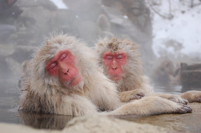 日本の冬はやっぱりコレ！温泉にまつわるウンチクあれこれ