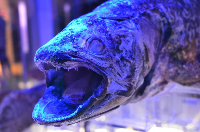 シーラカンスって鮭みたいに食べられるの 七十二候 鱖魚群 季節 暮らしの話題 17年12月17日 日本気象協会 Tenki Jp