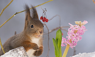 クリスマスの花をいくつ言えますか？北欧・ヨーロッパでクリスマスに愛されてきたヒヤシンス