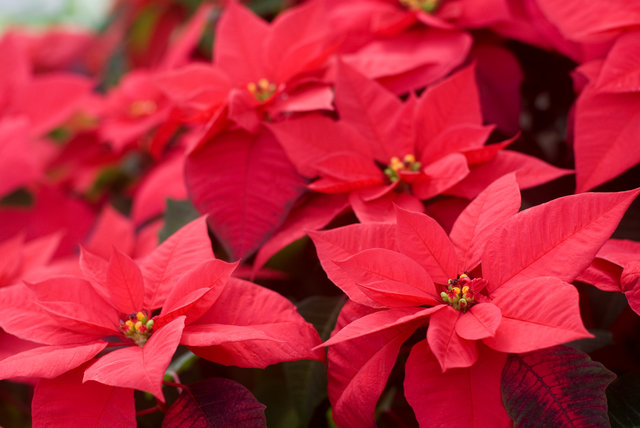 クリスマスの花をいくつ言えますか 北欧 ヨーロッパでクリスマスに愛されてきたヒヤシンス Tenki Jpサプリ 17年12月24日 日本気象協会 Tenki Jp