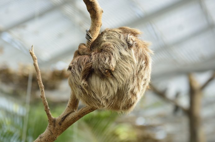 カ、カマキリの卵なの!?