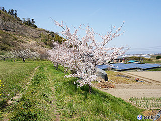 東松島市　復興記念桜　生長する桜とともに