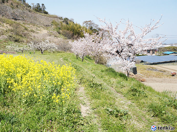 菜の花とのコラボレーション（2019年4月23日撮影）