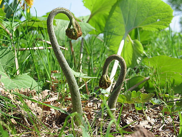 ワラビは全国で採れる山菜