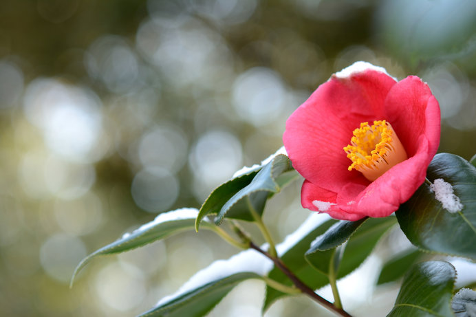 一足早く新しい春の到来を愛でる花 椿 こんなよもやま話ご存知ですか 季節 暮らしの話題 18年01月23日 日本気象協会 Tenki Jp