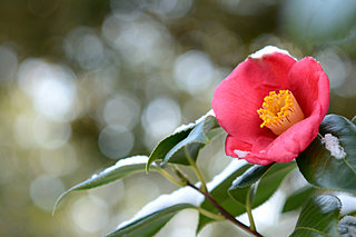 一足早く新しい春の到来を愛でる花「椿」。こんなよもやま話ご存知ですか？