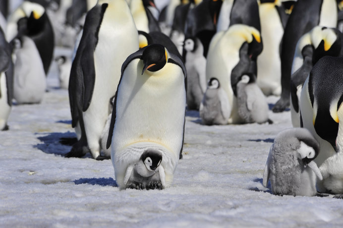 かわいらしいペンギンも、厳しい環境の中で生きています
