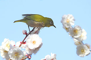 ２月の別名は梅見月。こんな梅よもやま話ご存知ですか？