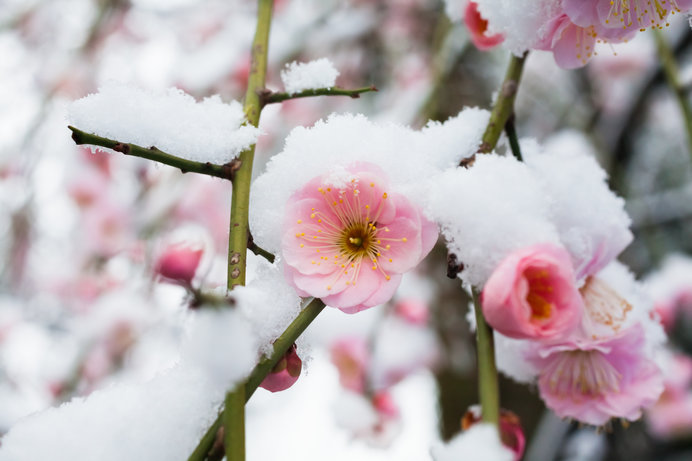 寒梅や雪ひるがへる花の上—俳句歳時記を楽しむ