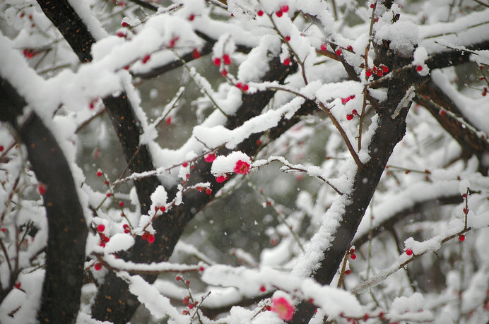 寒梅や雪ひるがへる花の上 俳句歳時記を楽しむ Tenki Jpサプリ 18年01月31日 日本気象協会 Tenki Jp