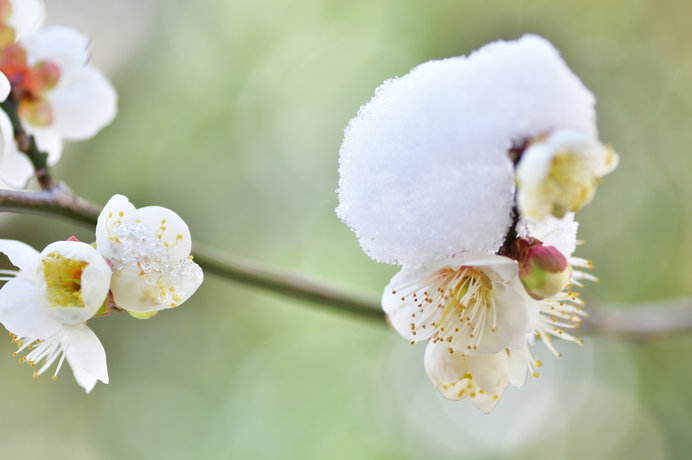 本日より如月 ２月 寒さの中に 春を継げんと咲く梅の花 季節 暮らしの話題 18年02月01日 日本気象協会 Tenki Jp