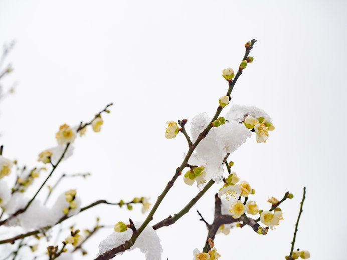 本日より如月 ２月 寒さの中に 春を継げんと咲く梅の花 Tenki Jpサプリ 18年02月01日 日本気象協会 Tenki Jp