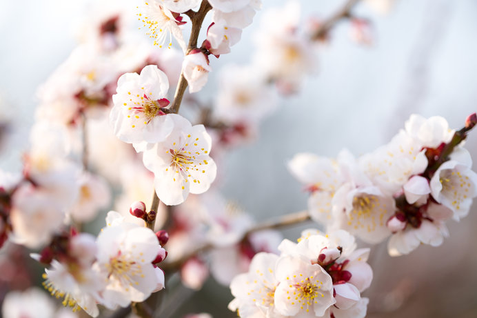 本日より如月 ２月 寒さの中に 春を継げんと咲く梅の花 Tenki Jpサプリ 2018年02月01日 日本気象協会 Tenki Jp