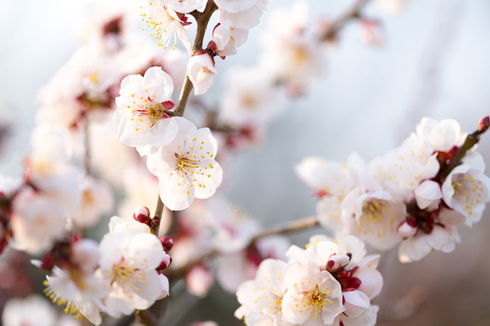 本日より如月 ２月 寒さの中に 春を継げんと咲く梅の花 季節 暮らしの話題 18年02月01日 日本気象協会 Tenki Jp