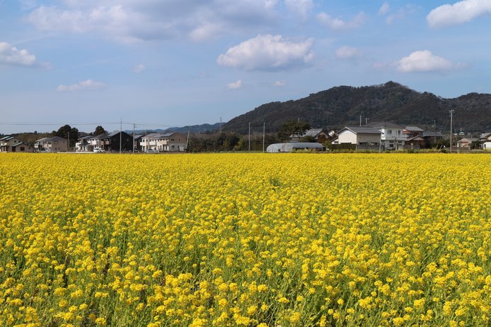 菜の花の黄色い絨毯！ のどかなミニSLも運行／菜な畑ロード2018（千葉県鴨川市）